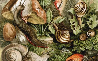 Puževljev san – kratka priča Marte Đorđević