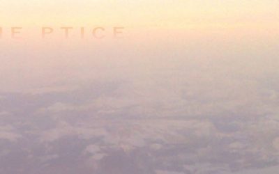 Upoznajte Polarne ptice