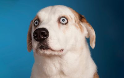 We Rate Dogs – overdose hormonom sreće