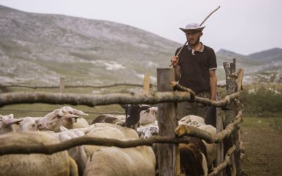 Selekcije Novi mađarski film, Novi evropski dokumentarni film i Eco Dox na 32. Festivalu evropskog filma Palić